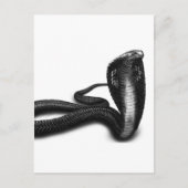 Cobra Postkarte (Vorderseite)