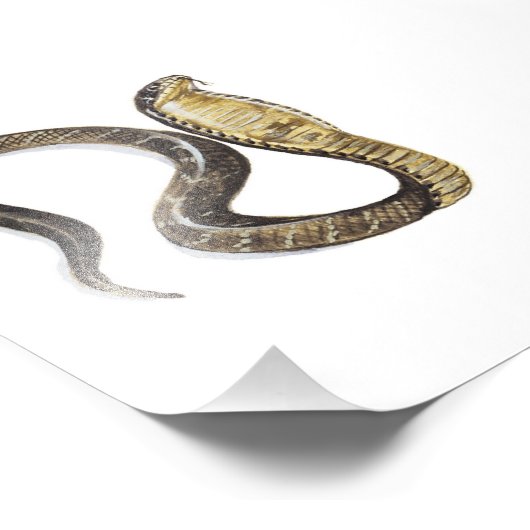 Cobra vs Rat Fotodruck (Ecke)