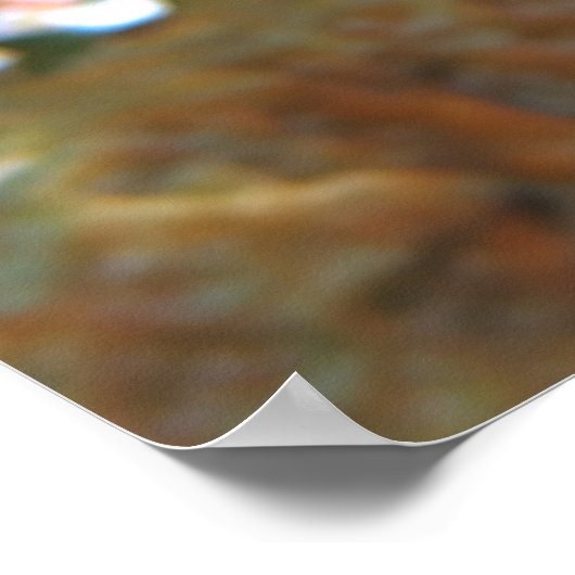 Cocao Damselfish Poster (Ecke)