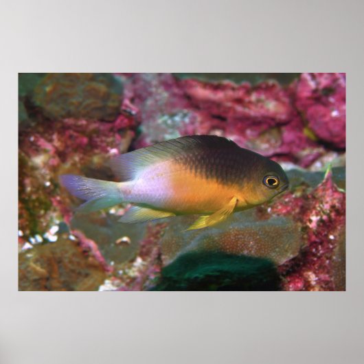 Cocao Damselfish Poster (Vorne)