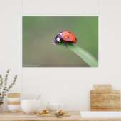 Coccina Poster (Küche)