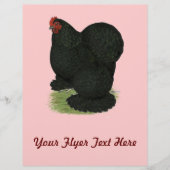 Cochin: Black Hen Flyer (Vorne)