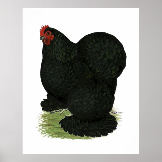 Cochin: Black Hen Poster (Vorne)