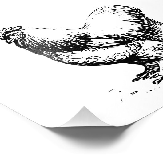 Cochin Chicken Fotodruck (Ecke)