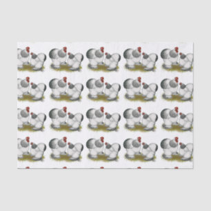 Cochin Columbian Bantams Seidenpapier