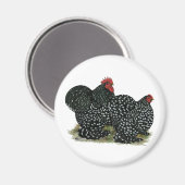 Cochin Mottles Chickens Magnet (Vorderseite/Rückseite)