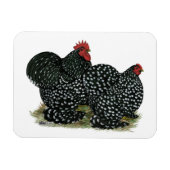 Cochin Mottles Chickens Magnet (Horizontal)