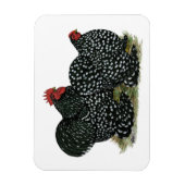 Cochin Mottles Chickens Magnet (Vertikal)