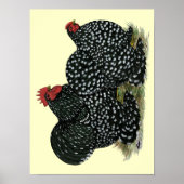 Cochin Mottles Chickens Poster (Vorne)