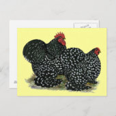 Cochin Mottles Chickens Postkarte (Vorne/Hinten)