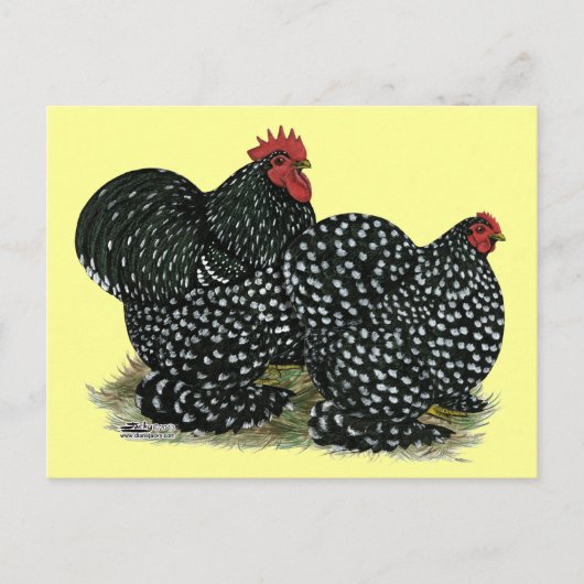 Cochin Mottles Chickens Postkarte (Vorderseite)