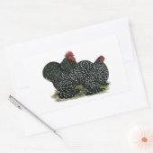 Cochin Mottles Chickens Rechteckiger Aufkleber (Umschlag)