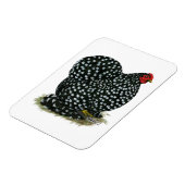 Cochin Mottling Hen Magnet (Linke Seite)