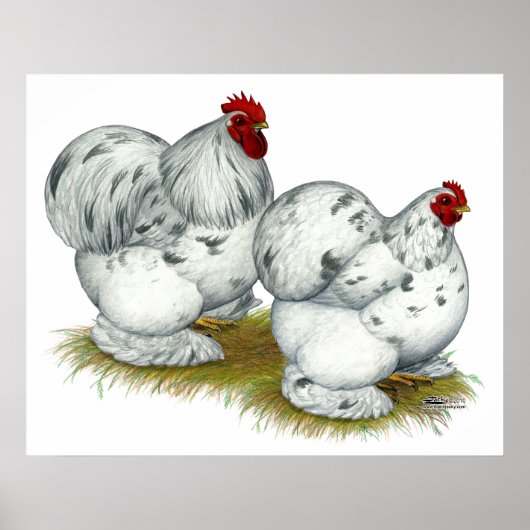 Cochin: Splash Bantams Poster (Vorne)