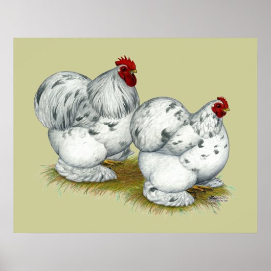 Cochin: Splash Bantams Poster (Vorne)