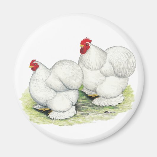 Cochin: Weiße Bantams Magnet (Vorne)