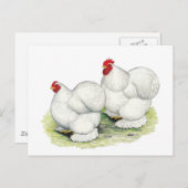 Cochin: Weiße Bantams Postkarte (Vorne/Hinten)