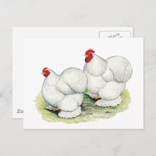 Cochin: Weiße Bantams Postkarte (Vorne/Hinten)