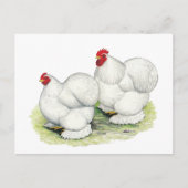 Cochin: Weiße Bantams Postkarte (Vorderseite)