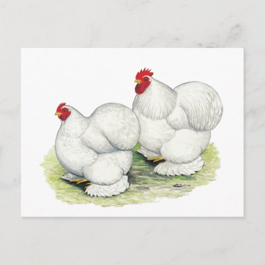 Cochin: Weiße Bantams Postkarte (Vorderseite)