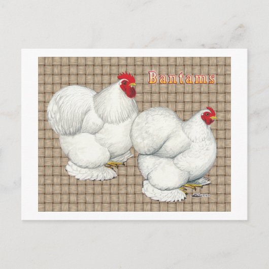 Cochin: White Bantams Postkarte (Vorderseite)