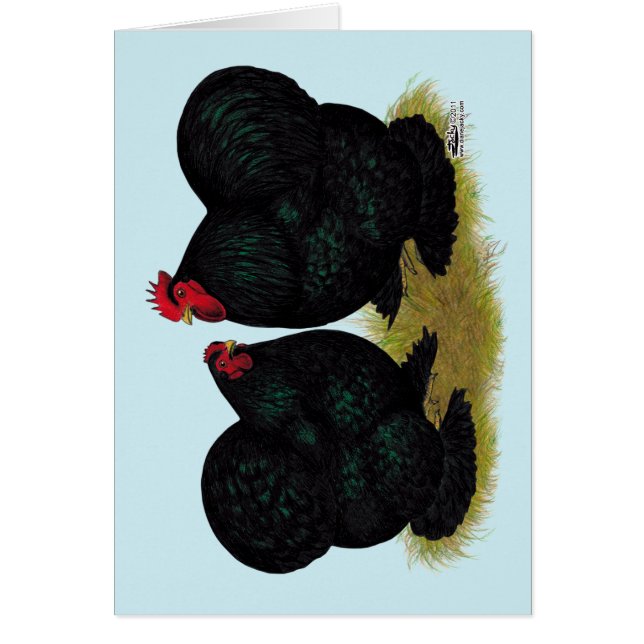 Cochins Black Bantam Pair (Vorne)