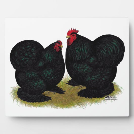 Cochins Black Bantam Pair Fotoplatte (Vorderseite)