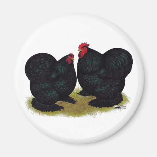 Cochins Black Bantam Pair Magnet (Vorne)