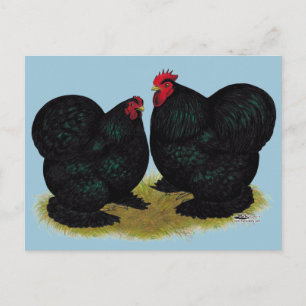 Cochins Black Bantam Pair Postkarte