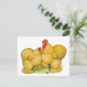 Cochins Buff Pair Postkarte (Stehend Vorderseite)