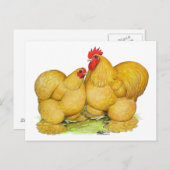 Cochins Buff Pair Postkarte (Vorne/Hinten)