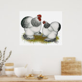 Cochins: Columbian Bantams Poster (Küche)
