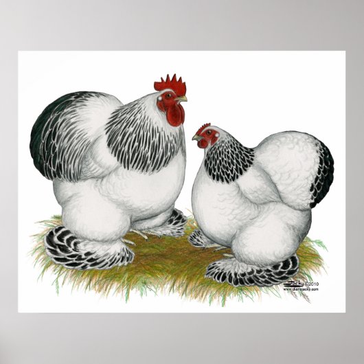 Cochins:  Columbian Bantams Poster (Vorne)