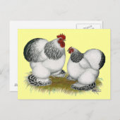Cochins:  Columbian Bantams Postkarte (Vorne/Hinten)