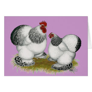 Cochins: Kolumbianische Bantams