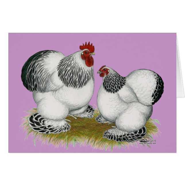 Cochins: Kolumbianische Bantams (Vorderseite (Horizontal))