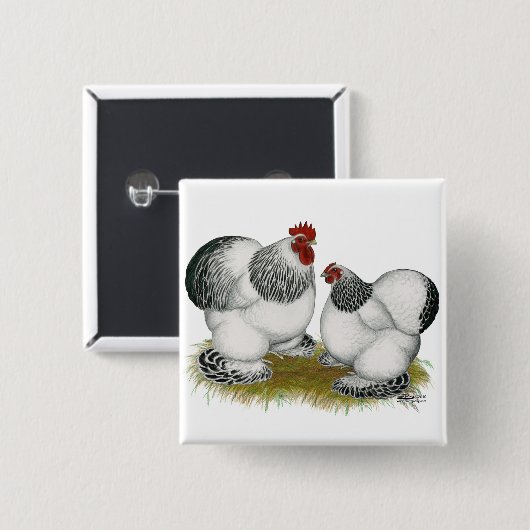 Cochins:  Kolumbianische Zwerghühner Button (Vorne & Hinten)