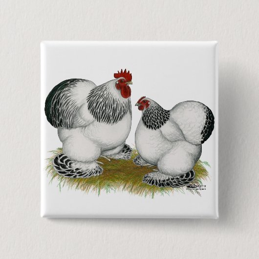 Cochins:  Kolumbianische Zwerghühner Button (Vorderseite)