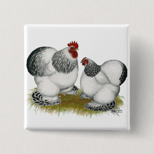 Cochins:  Kolumbianische Zwerghühner Button