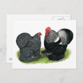 Cochins:  silbergezäunt postkarte (Vorne/Hinten)