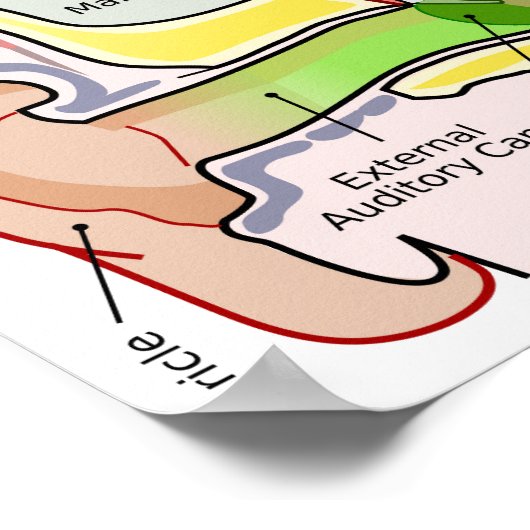 Cochlear-Häufigkeitsdiagramm des menschlichen Ohrs Poster (Ecke)