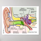 Cochlear-Häufigkeitsdiagramm des menschlichen Ohrs Poster (Vorne)