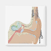 Cochlear Implantate Magnet (Vorne)