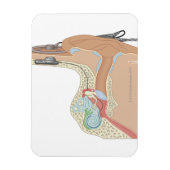 Cochlear Implantate Magnet (Vertikal)