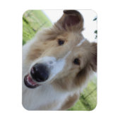 Cock-mit Augen Collie Magnet (Vertikal)