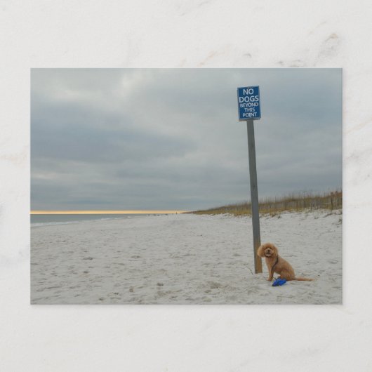 Cockapoo am Strand, Postkarte (Vorderseite)