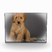 Cockapoo Hund. Fotoblock (Vorderseite)