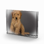 Cockapoo Hund. Fotoblock (Rechts)