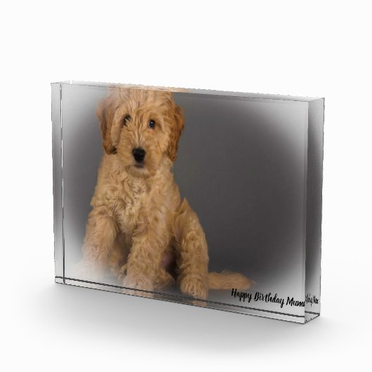 Cockapoo Hund. Fotoblock (Rechts)