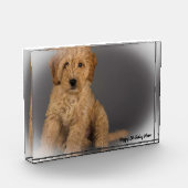 Cockapoo Hund. Fotoblock (Links)